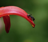 Carpenter Ant on a Lily Petal