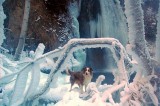 Icey Frame