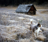 Lost Cabin