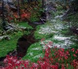 Chokecherry