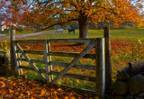 Horses on Strawberry Hill MG_4249