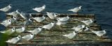 Forsters Terns 