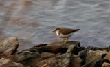 Spotted Sandpiper 