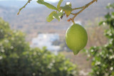 Tinos Herbst 2009