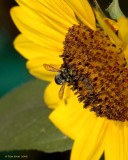 Bee on Sunflower 7-27-2008