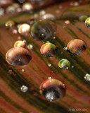 Water Droplets on Canna Leaf II