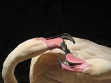 Flamingo 3