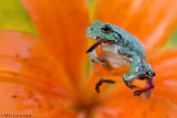 Copes gray tree frog on Tiger Lilly