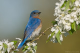 Bluebird in the flowers