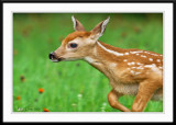 Fawn closeup