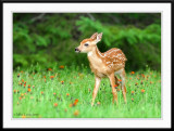 Relaxed fawn grazing