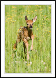 Fawn bounds in yellow flowers