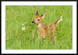 Fawn cruisin through high grass