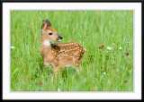 Fawn Alerted