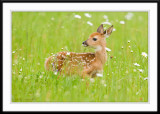 Fawn in field of daisys