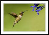 Hummingbird at Salvia