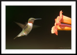 Hummer at the Trumpet vine