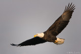 Bald eagle glides on by