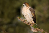 Redtailed Hawk sunning over open field