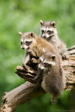 Racoon threesome