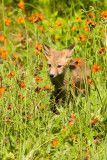 Fox trot in Hawkweed