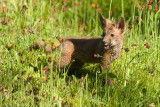 Fox pup