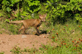Fox pup at den