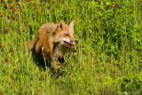 Fox emerging from hawkweed
