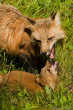 Foxes wrestling