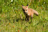 Fox pup trot