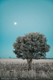 17 July - moon tree