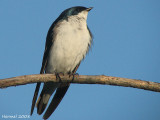 Hirondelle bicolore - Tree Sparrow