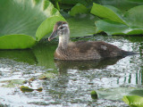 Canard branchu immature - Juvenile Wood Duck