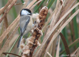 Msange  tte noire - Black-capped Chickadee