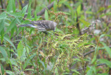 Paruline  croupion jaune  - Yellow-rumped Warbler