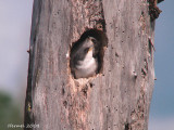 Hirondelle bicolore - Tree Swallow