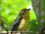 Bb Oriole - Baby Oriole