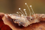 Mycena capillaris - Kleine beukenbladmycena