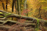 Forest reserve, autumn - Bosreservaat, herfst