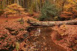 Brooks, autumn - Sprengen, herfst