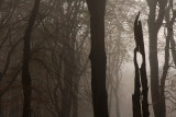 Forest reserve, autumn - Bosreservaat, herfst