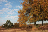 Birches autumn - Berken herfst