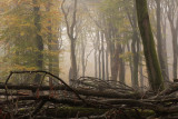 Forest reserve, fog - Bosreservaat, mist