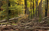 Forest reserve, autumn - Bosreservaat, herfst