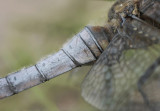 Black-tailed skimmer - Gewone oeverlibel