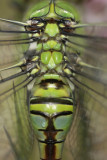Emperor dragonfly - Grote Keizerlibel