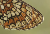 Heath fritillary - Bosparelmoervlinder