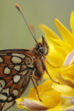 Heath fritillary - Bosparelmoervlinder