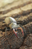 Stag beetle - Vliegend hert