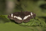 White Admiral - Kleine IJsvogelvlinder